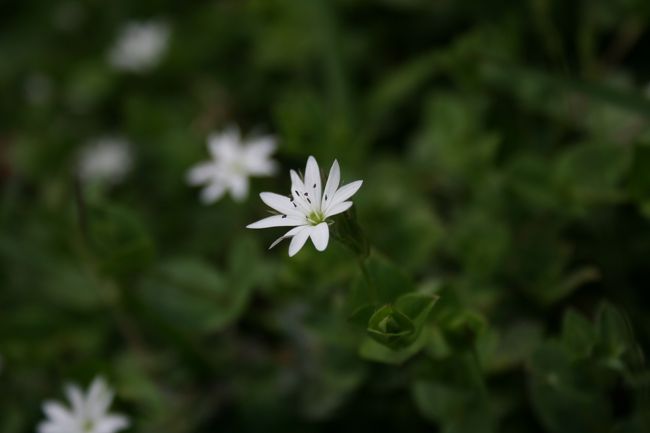 途中の道には、小さな花や、鳥の鳴き声が聞こえます。<br />