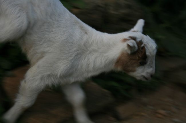 可愛くて撮りましたが、いずれ食卓で出会うかもしれません。。。