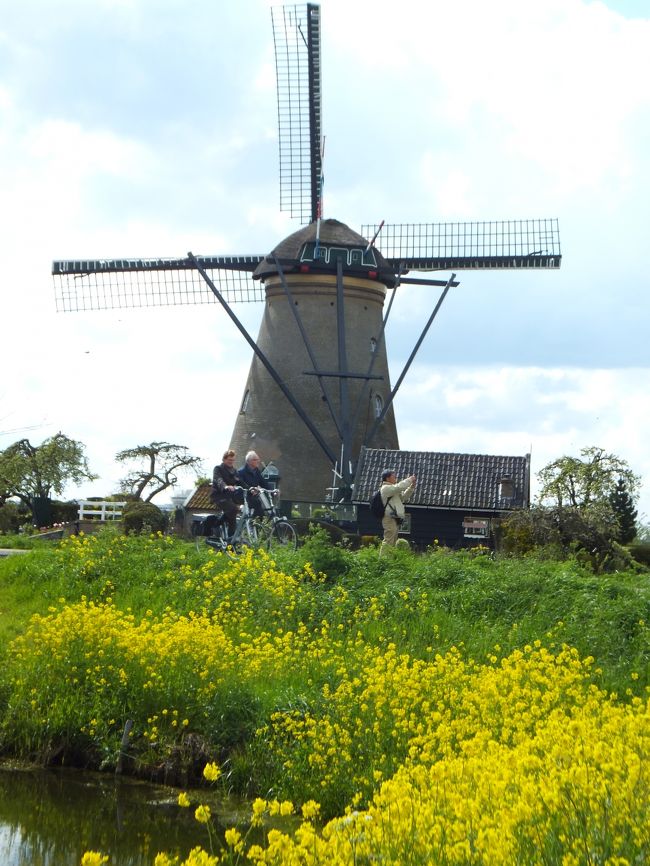 4月22日ですが、菜の花満開です。
