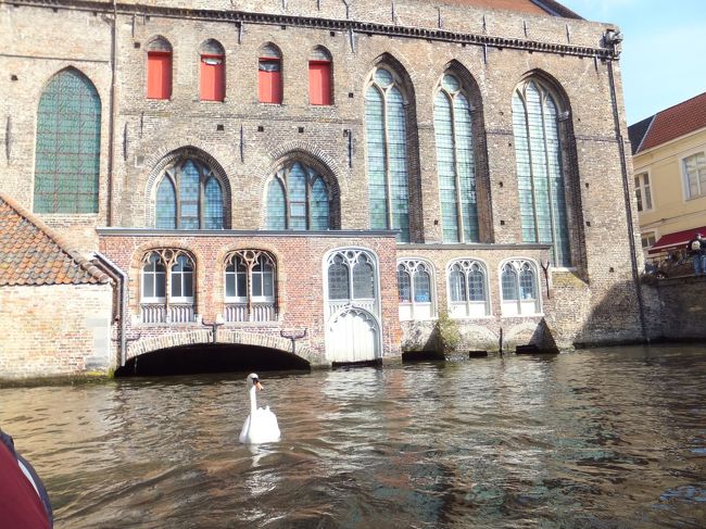 ボート乗り場に白鳥がいました。<br />よって来るけど何もあげる物がないよぉ〜(>_<)<br />白鳥さんごめんなさいm(__)m