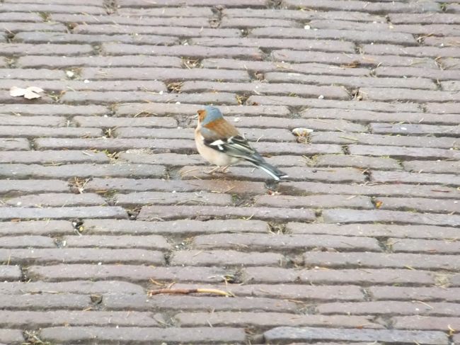 足元に鳥が…<br />全く逃げません。<br />じゃあ一枚お願いしま〜す(^_^)/