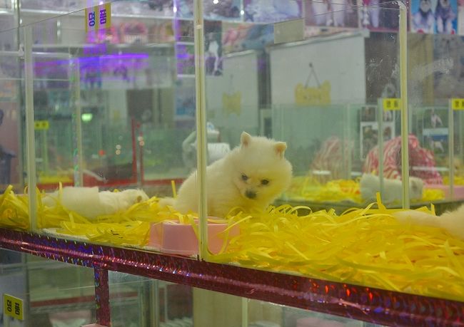 中部市場方面に歩いていくと、ペット屋が並ぶエリアへきました。<br /><br />かわいい犬がいっぱい！！<br /><br />キャッキャ！！<br />