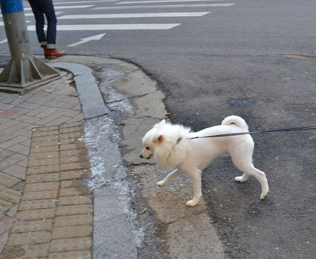 犬も、かわいい。