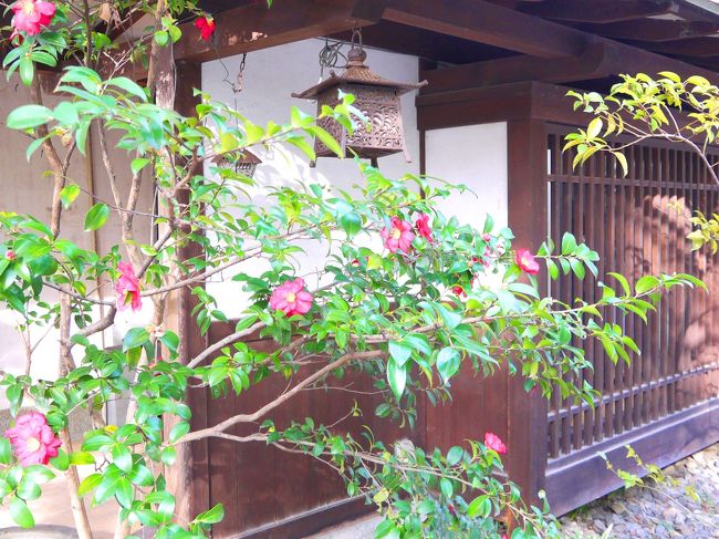 散策していると、きれいな寒椿（さざんか？）が咲いていました。