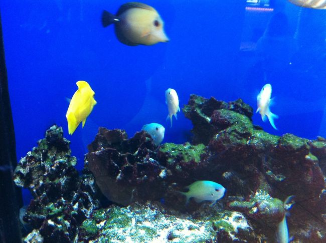 水槽。小魚が可愛い。