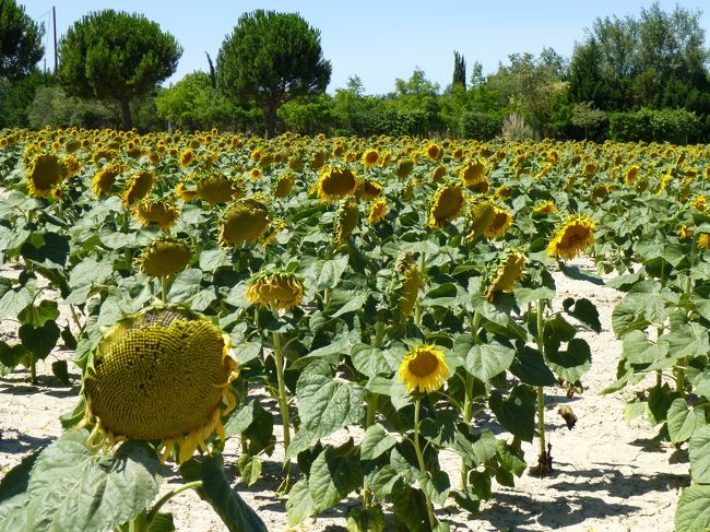 途中、車窓に広がるひまわり畑に歓声をあげていたら、ドライバーさんが<br />「止められたら、ちょっと降りましょうか？」と言ってくれて、うれしいひまわり休憩<br /><br />揃って太陽に顔（花）を向けている姿に、こっちまで元気になってくる。<br />すっかりご機嫌で、次のスポットへ