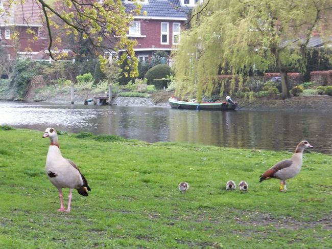 川岸に鳥の親子が…