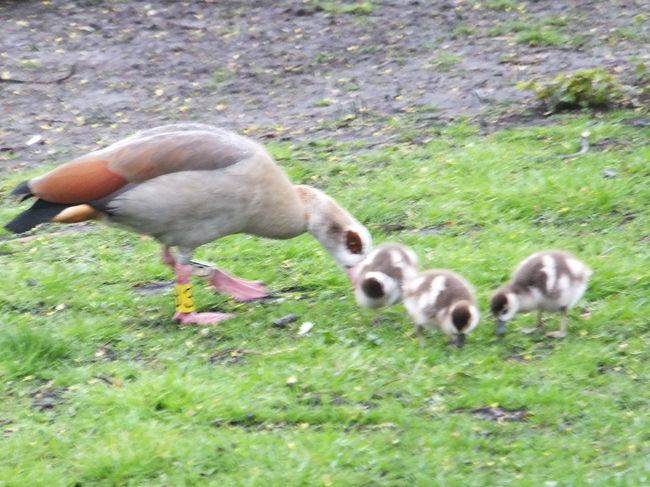 近づいても逃げないので失礼して　パチリ♪