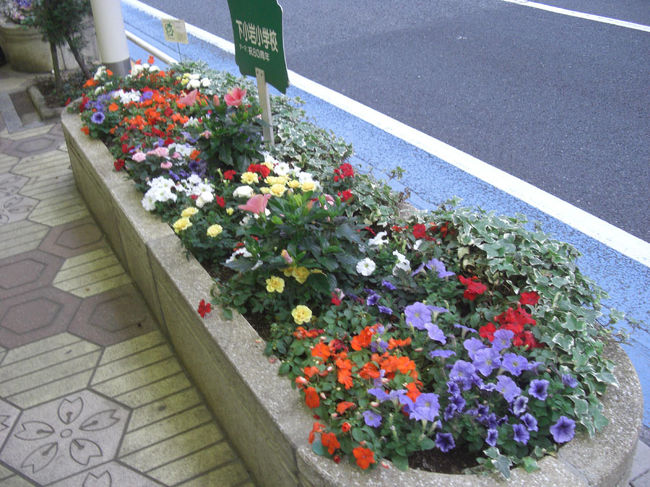 フラワーロード花壇コンクール 新小岩 小岩 東京 の旅行記 ブログ By Pedaruさん フォートラベル