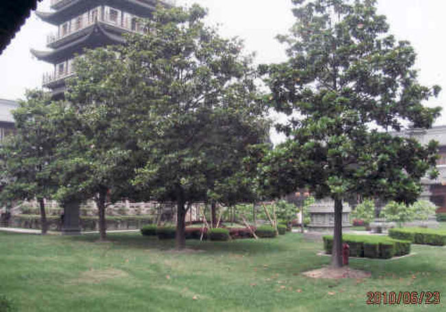 緑の庭が仏塔に空間を与えている。<br /><br />