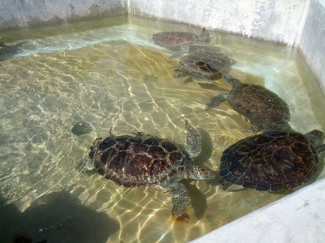 海亀の保護（繁殖）をしている。以前は（今も？）食べていたそうだ。ウミガメの繁殖センターで亀を一杯見た。