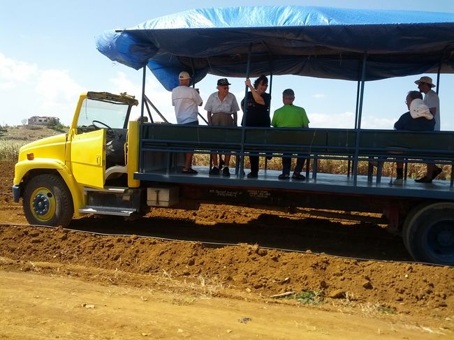 ショア・エクスカーションでプランテーションのサトウキビ畑に行く。ラムケーキの試食やラムの試飲につられて申し込んだのだ。