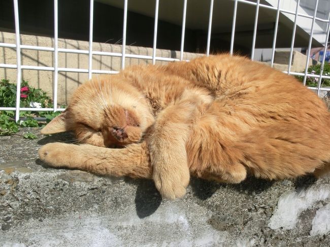 ねこを探し求めて東京下町さんぽ 谷中へ 谷根千 東京 の旅行記 ブログ By へびおさん フォートラベル ねこを探し求めて東京下町さんぽ 谷中へ 谷根千 東京 の旅行記 ブログ By へびおさん フォートラベル