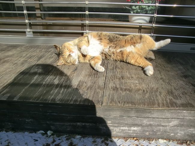 ねこを探し求めて東京下町さんぽ 谷中へ 谷根千 東京 の旅行記 ブログ By へびおさん フォートラベル