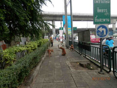 BRTラチャプルック駅周りは野犬が群がります。吠えて来なくて大助かり。
