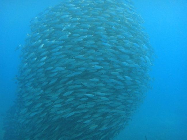 ラウラウビーチ。サイパンで見たいものその1、アジ玉発見！