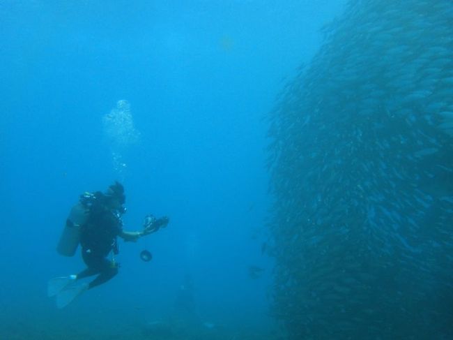 アジ玉の大きさはコレくらい。