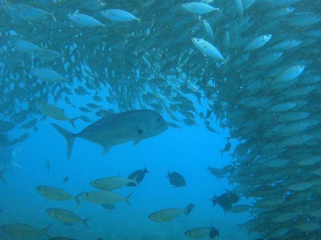 アジ玉の中には結構大きいロウニンアジがいました。