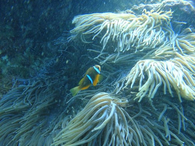 その後、場所をオブジャンビーチに移動。クマノミもいたー。