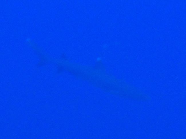 サメが遠くに見えました。少し怖かったけど、人を襲う種類はごく少数。しかも人からちょっかいを出さなければまず襲うことはないらしい。