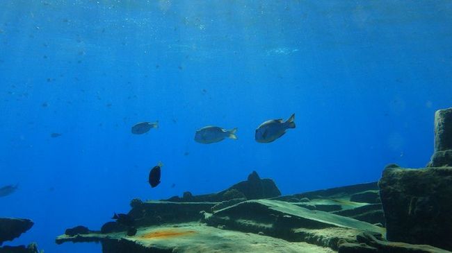 なんか魚が3匹順序よく泳いでたｗ