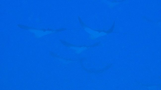 その結果、サイパンでぜひ見たかったものその2、マダラトビエイの群れが見れました！インストラクターさんによれば26枚以上の群れだったそうです。