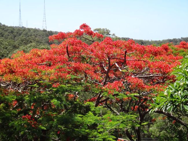 山が燃えているように見えるというフレームツリーっていう木です。添乗員さんがしきりに押してきたので撮影しておきました。