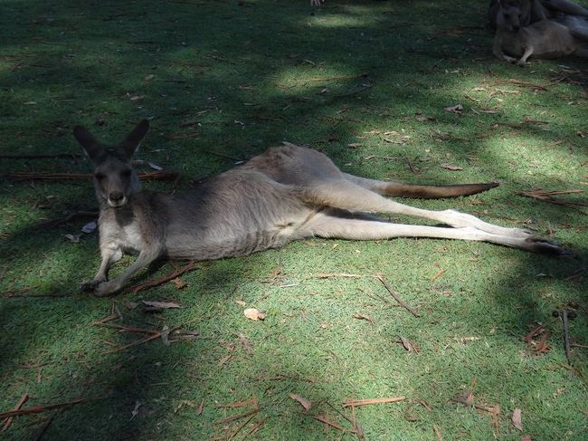 カンガルー。