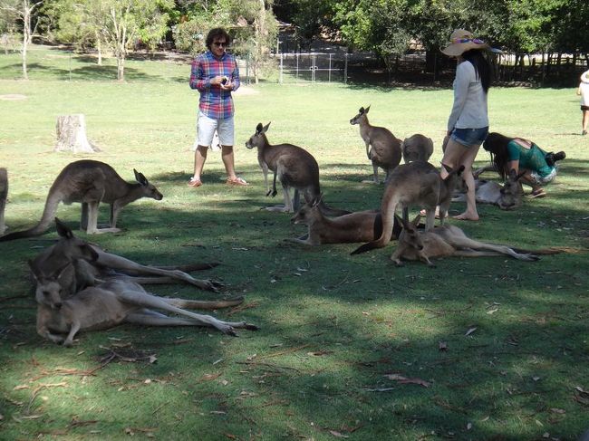 カンガルーだらけ！さらに写ってないけどエミューなどもいます。
