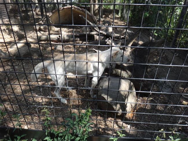 Dingoっていう野生の犬というか、野生化した犬というかｗ<br />野良犬感がハンパないｗ