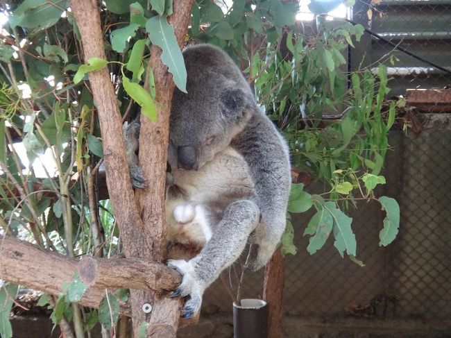 コアラだらけ！しかも超近いｗ<br /><br />ちなみにコアラを抱っこしましたが、恥ずかしいので写真はコアラのみですｗ