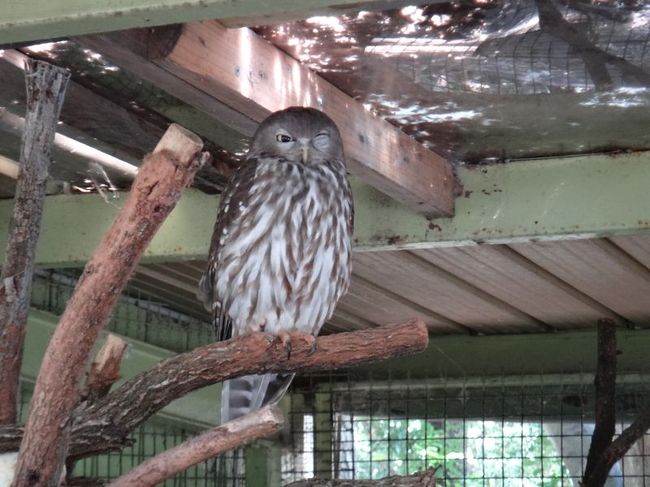 あっ、フロクウがウィンクしてるｗ