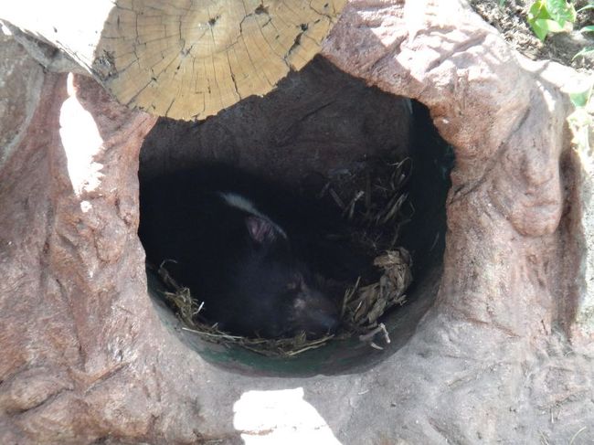 タスマニアデビル。夜行性なのか、全く動く気配なしｗ