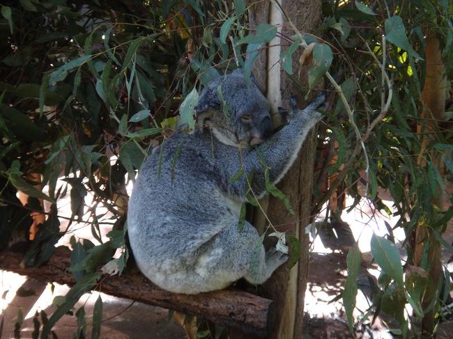 コアラ。