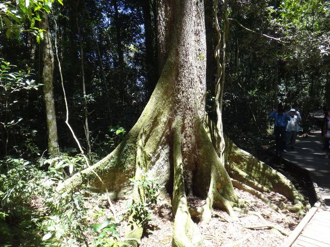 板根という根を張る巨木。