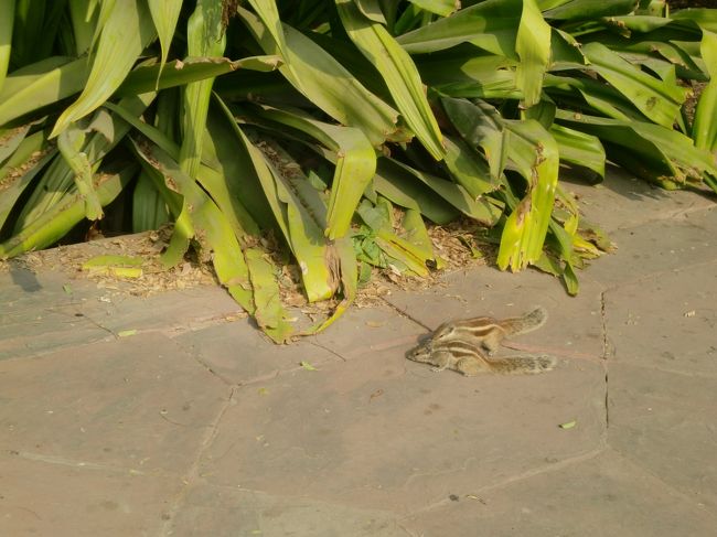 草陰にリスが！