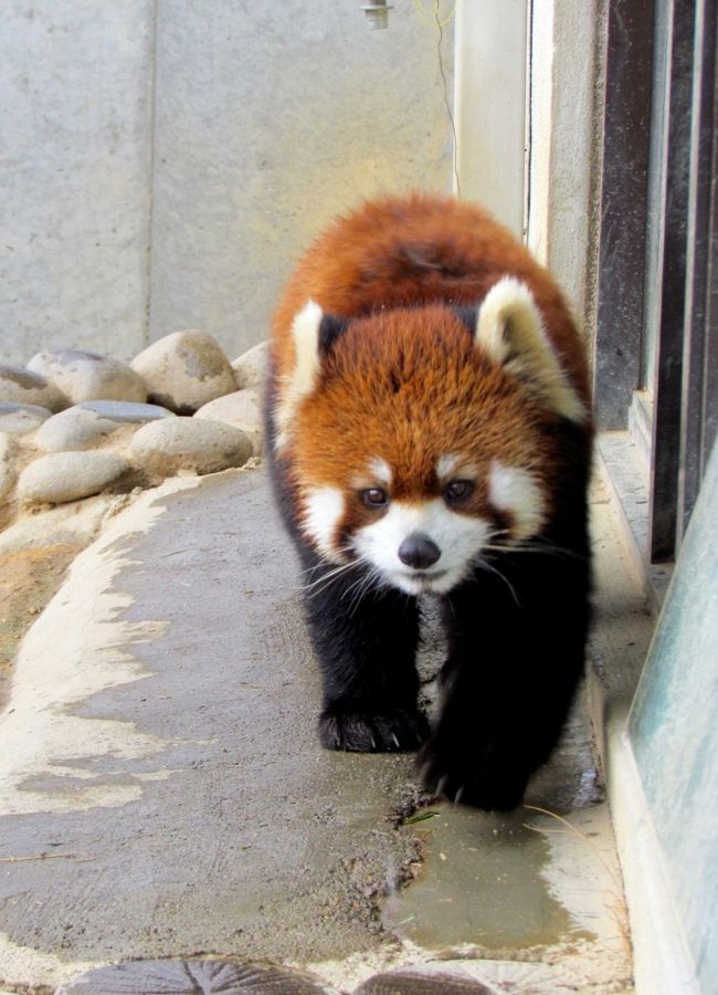 雪のレッサーパンダ紀行【6】 西山動物園 久々のお嫁入り!!姫センからキラリちゃん来園&ヤンヤン君と同居開始!! 初めまして、チャタ君!!