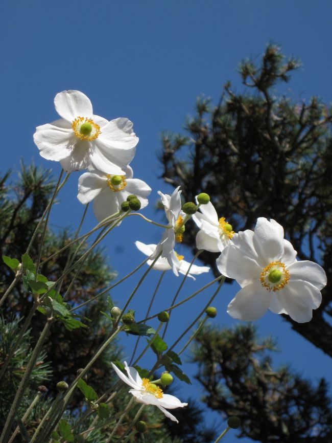 大野寺に<br /><br />白い立派なコスモスが咲いていました。