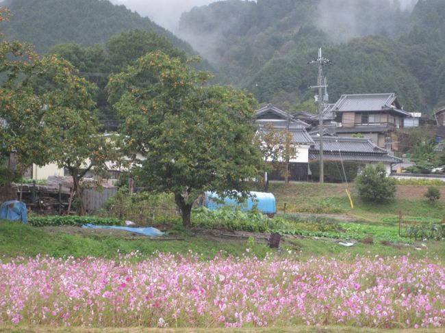 奈良駅からバスで４５分。<br /><br />柳生に到着です！<br /><br />雨は降り続けますが、山間から霧のようなものが発生し、雰囲気たっぷり。<br /><br />そしてこのコスモス畑！