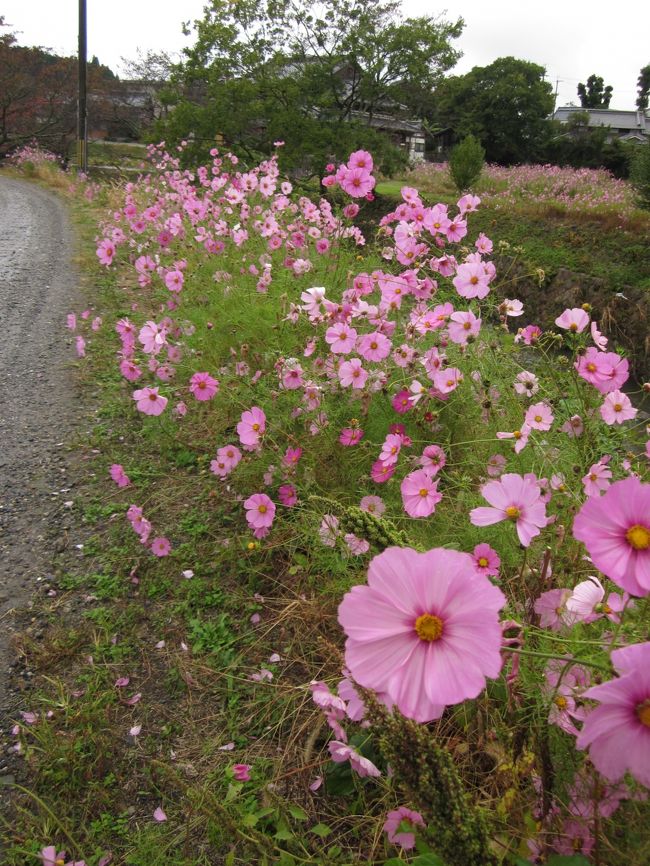 すでに柳生の厳かな里の雰囲気にやられてます（笑）<br /><br />この大輪のコスモス。<br /><br />休耕田を利用して、あちこちで咲いています。<br /><br />土が違うのか、種類が違うのか、地元で見るものに比べ大振り。
