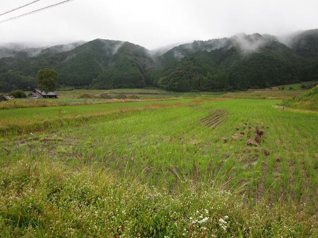 （この写真ではないですが）諦めて車も走る道、月ヶ瀬街道を歩いて十兵衛杉を目指します。<br /><br />車しか走ってなくて、暗い道で心細さＭＡＸ！！