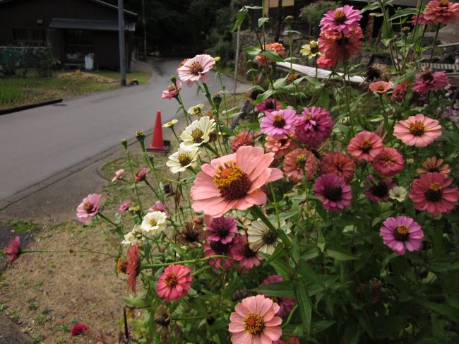 可愛い花もほっとさせられますね。