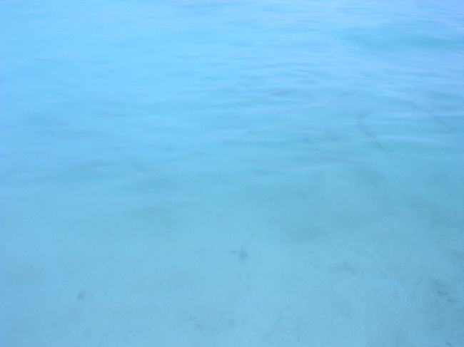 写真が下手でわかりにくいですが、水際まで魚が来ているので、泳がなくても魚が見られます。