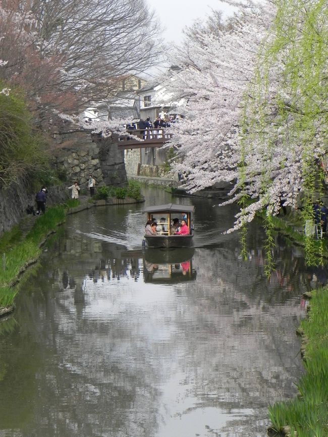 八幡堀に出る。両岸の桜、観光船