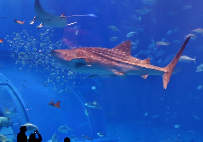 黒潮の海 | 沖縄美ら海水族館 - 沖縄の美ら海を、次の世代へ。-