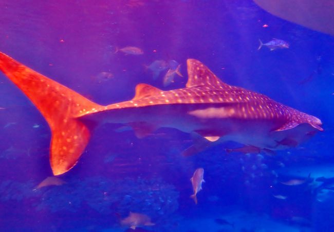 沖縄11 美ら海水族館 南海のスター魚たち ☆「黒潮の海」水槽は