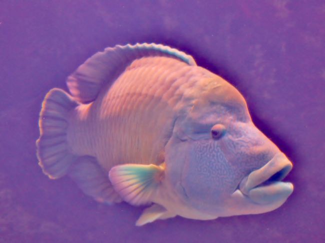 黒潮の海 | 沖縄美ら海水族館 - 沖縄の美ら海を、次の世代へ。-