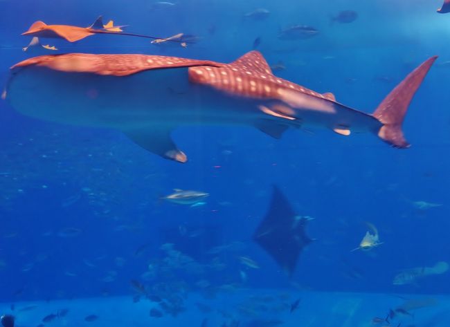 黒潮の海 | 沖縄美ら海水族館 - 沖縄の美ら海を、次の世代へ。-