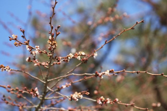 ヒカン桜が、ちらほらと咲いてます。