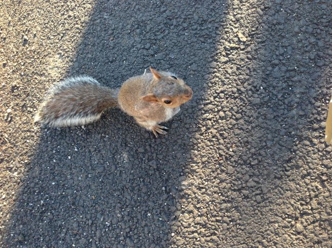 フェリーを降りてバッテリーパークを歩いているとリス発見！足元まで来ました( ^ω^ )ニューヨークのどの公園にもリスはいる模様です( ^ω^ )